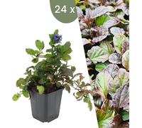 Plants by Frank | 24 Plantes de bugle | Ajuga reptans | Couvre-sol vivace | Plantes pour le jardin | Plantes vivaces vivaces | Plantes de jardin