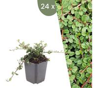 Plants by Frank | 24 plantes de néflier nain | Cotoneaster pr. 'Queen of Carpets' | Couvre-sol rustique vivace | Plantes pour le jardin | Plantes vivaces rustiques vivaces | Plantes de jardin