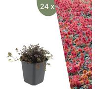 Plants by Frank | 24 plantes d'épineux | Acaena microphylla 'Kupferteppich' | Couvre-sol rustique vivace | Plantes pour le jardin | Plantes vivaces rustiques vivaces | Plantes de jardin