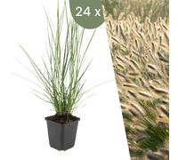 Plants by Frank | 24 plantes d'herbe à lampion | Pennisetum alop. 'Hameln' | Couvre-sol vivace | Plantes pour le jardin | Plantes vivaces vivaces | Plantes de jardin