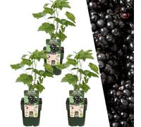 Plants by Frank | 3 Plantes de mûres | 100% Plants fruitiers bio | Mûres | Plantes de jardin | Plantes rustiques pour le jardin