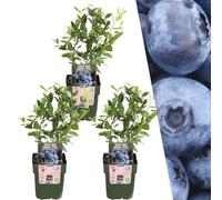 Plants by Frank | 3 Plantes de myrtilles | Plants de bleuets | Plants fruitiers 100% bio | Myrtilles | Bleuets | Plantes de jardin rustiques