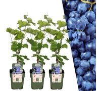 Plants by Frank | 3 Plantes de raisin | Plants fruitiers 100% bio | Raisins | Plantes de jardin | Plantes rustiques pour le jardin