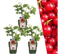 Plants by Frank | 3 plants de groseilles à maquereau | Plants fruitiers 100%| Groseilles à maquereau | Plantes de jardin | Plantes rustiques jardin | Plantes de jardin rustiques