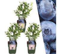 Plants by Frank | 3 plants de myrtilles | Plants de bleuets | Plants fruitiers 100%| Myrtilles | Bleuets | Plantes de jardin | Plantes rustiques pour le jardin