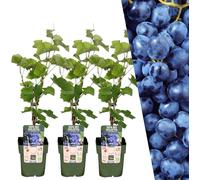 Plants by Frank | 3 Plants de raisin | Plants fruitiers 100%| Raisins | Plantes de jardin | Plantes rustiques Jardin | Plantes de jardin rustiques