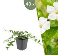 Plants by Frank | 48 Plantes à Pervenche blanche | Vinca minor 'Alba' | Couvre-sol vivace | Plantes pour le jardin | Plantes vivaces vivaces | Plantes de jardin