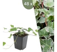 Plants by Frank | 48 plantes de lierre | Hedera helix 'Glacier' | plantes grimpantes vivaces | plantes couvre-sol vivaces | plantes pour le jardin | plantes de jardin