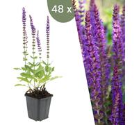 Plants by Frank | 48 Plantes de sauge | Salvia nemorosa 'Ostfriesland' | Couvre-sol rustique vivace | Plantes pour le jardin | Plantes vivaces rustiques vivaces | Plantes de jardin