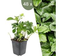 Plants by Frank | 48 Plantes Ysander | Pachysandra terminalis | Couvre-sol vivace | Plantes pour le jardin | Plantes vivaces vivaces | Plantes de jardin