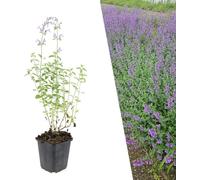 Plants by Frank | 6 plantes de cataire | Nepeta 'Walker's Low' | Couvre-sol vivace | Plantes pour le jardin | Plantes vivaces vivaces | Plantes de jardin