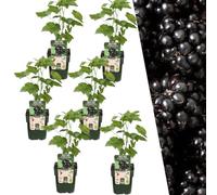 Plants by Frank | 6 Plantes de mûres | Plants fruitiers 100% bio | Mûres | Plantes de jardin | Plantes rustiques pour le jardin