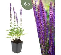Plants by Frank | 6 Plantes de sauge | Salvia nemorosa 'Ostfriesland' | Couvre-sol rustique vivace | Plantes pour le jardin | Plantes vivaces rustiques vivaces | Plantes de jardin