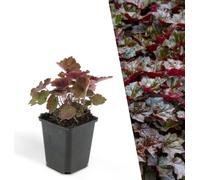 Plants by Frank | 6 Plantes pourpres | Heuchera micrantha 'Palace Purple' | Couvre-sol vivace | Plantes pour le jardin | Plantes vivaces vivaces | Plantes de jardin
