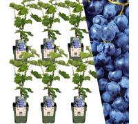 Plants by Frank | 6 plants de myrtilles | Plants fruitiers 100%| Myrtilles | Plantes de jardin | Plantes rustiques pour le jardin | Plantes de jardin rustiques