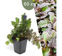 Plants by Frank | 60 plantes de bugle | Ajuga reptans | Couvre-sol vivace | Plantes pour le jardin | Plantes vivaces vivaces | Plantes de jardin