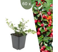 Plants by Frank | 60 plantes de néflier nain | Cotoneaster dammeri | Couvre-sol vivace | Plantes pour le jardin | Plantes vivaces vivaces | Plantes de jardin