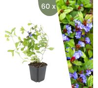 Plants by Frank | 60 Plantes de plomb | Ceratostigma plumbaginoides | Couvre-sol vivace | Plantes pour le jardin | Plantes vivaces vivaces | Plantes de jardin