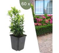 Plants by Frank | 60 plantes vertes de fusain | Euonymus japonicus 'Green Spire' | Couvre-sol vivace | Plantes pour le jardin | Plantes vivaces vivaces
