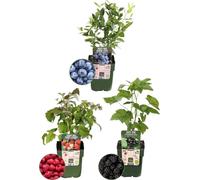 Plants by Frank | "Fruchtenparty" Set de plantes fruitièresen mélange de 3 variétés différentes | 100% Cultivé Biologiquement | Verger | Plantes fruitières | Plantes | Plantes de jardin résistantes à 