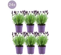 Plants by Frank - Lavande Anouk® - pot de 12 cm - Set de 6 plants de lavande française