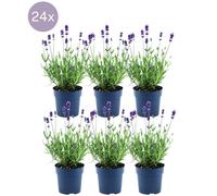Plants by Frank - Lavandula angustifolia Felice® - pot de 12 cm - Set de 6 vraies plantes de lavande