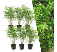Plants by Frank - Lot de 6 bambous - 6 x bambous rouges Ø13 cm - ↕25 cm - bambous résistants à l'hiver - pas de stolons de racines