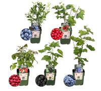Plants by Frank | « Oasis de fruits » BIO Lot de 5 variétés différentes de plantes fruitières | 100% cultivé biologiquement | Jardin fruitier | Fruits | Plantes | Plantes de jardin