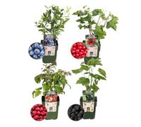 Plants by Frank | « Paradis des fruits » BIO Lot de 4 variétés différentes de plantes fruitières | 100% cultivé biologiquement | Jardin fruitier | Fruits | Plantes | Plantes de jardin