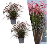 Plants by Frank | Pennisetum Tiny Tails Ø 19 cm ↨ 50 cm | Graminées ornementales vivaces | Plantes vivaces résistantes à l'hiver | Plantes de jardin | Graminées à fleurs