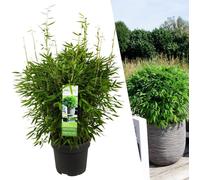 Plants by Frank | Plante de bambou XL résistante à l'hiver | Fargesia moontears 'Boobux' | Plantes de jardin | Graminées résistantes à l'hiver vivaces |Ø29 cm | ↕60 cm | Pas de stolons de racines