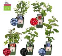 Plants by Frank | Set de 5 plantes fruitières"Oasis de fruits" | 100% Culture biologique | Verger | Plantes fruitières | Plantes | Plantes de jardin résistantes à l'hiver