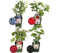 Plants by Frank | Set de plantes fruitières"Fruchtparadis" de 4 variétés différentes | 100% Culture biologique | Verger | Plantes fruitières | Plantes de jardin résistantes à l'hiver
