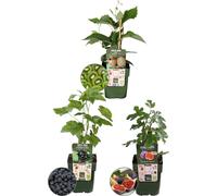 Plants by Frank | "Sübe Ernte Trio"Set de plantes fruitières en mélange de 3 variétés différentes | 100% Cultivé Biologiquement | Verger | Plantes fruitières | Plantes de jardin résistantes au froid