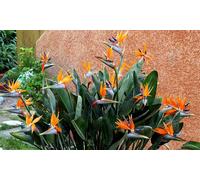 Plants d oiseaux de paradis Strelitzia Reginae : Lot de 6
