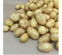 Plants de pomme de terre Dolwen de Bretagne