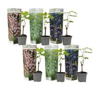 Plant in a Box - Mélange de 6 plants de raisin - Vitis Vinifera - Raisin - Pot 9cm - Hauteur 25-40cm