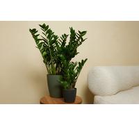 Plants de Zamioculcas : 2 plantes / 50-60 cm