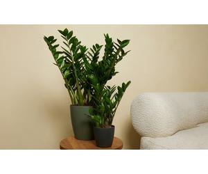 Plants de Zamioculcas : 2 plantes / 50-60 cm