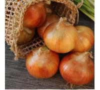 Plants d'oignons Jaune Paille des Vertus