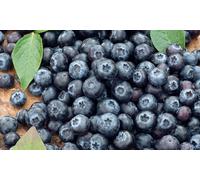 Plants fruitiers de variétés variées: 2 / Groseilliers rouges