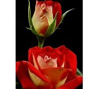 Plaque de cuisson à induction électrique moderne numérique 3500 watts Outil Professionnel