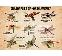 Plaque Murales Connaissances Sur Mes Types De Dragonflys Dragonflys D'Amérique Du Nord Plaque En Tôle Suspendre Panneau Pour Exterieur Cuisine Maison Bureau S