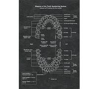 Plaque Murales Diagramme Du Système De Numérotation Des Dents Style Illustration Infographie Analyse Plaques Suspendre Signes Pour Salon Jardin Ferme Bureau M