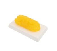 Plastique Modèle Anatomique de Graisse Humaine 1 Lb Jaune | Support Tactile, Texture Souple et Légèrement Huileuse, Socle, pour Cours D’anatomie et Coaching