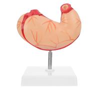 Plastique Modèle Anatomique de L'estomac Humain | Démonstration Visuelle Éducative, Outil Solide pour Professeurs de Biologie, Formation en Institution