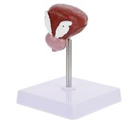 Plastique Vessie Humaine Marron Modèle Anatomique | Matériel Pédagogique pour Classe, Usage en Formation, Visualisation Claire, Portable pour Enseignants et Étudiants