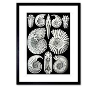 Plate Ernst Haeckel KUNSTFORMEN DER Natur AMMONIT Framed Art Print B12X4316