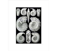 Plate Ernst Haeckel KUNSTFORMEN DER Natur AMMONIT Framed Art Print B12X4316