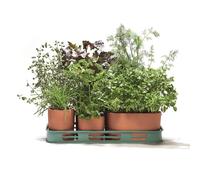Plateau 6 aromates à cultiver